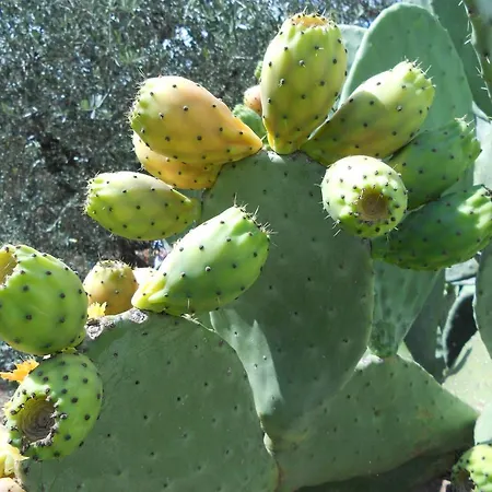 Albachiara Bed & Breakfast 3*