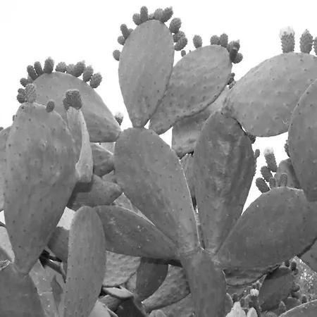 Albachiara 3* Monopoli