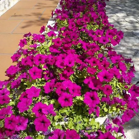 Albachiara Bed & Breakfast Monopoli