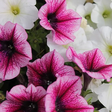 Albachiara فندق مبيت وإفطار